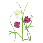 Snakes Head Fritillary